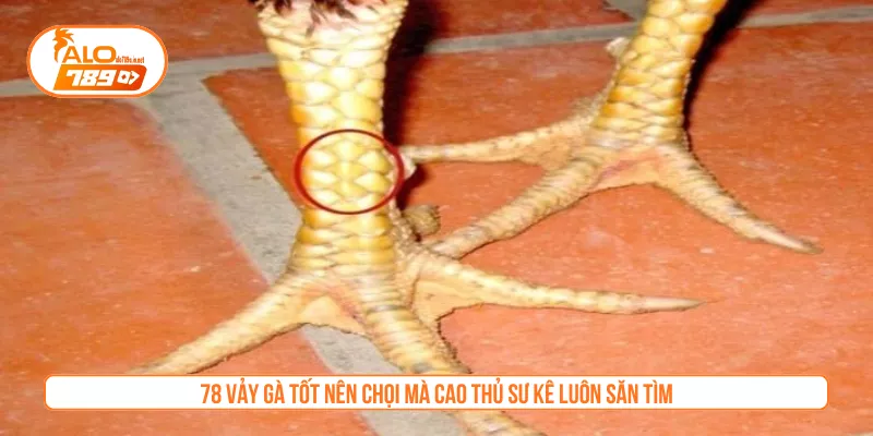 78 Vảy Gà Tốt Nên Chọi Mà Cao Thủ Sư Kê Luôn Săn Tìm