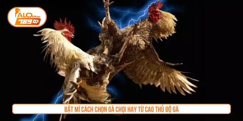 Bật Mí Cách Chọn Gà Chọi Hay Từ Cao Thủ Độ Gà