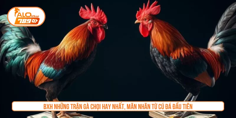 BXH Những Trận Gà Chọi Hay Nhất, Mãn Nhãn Từ Cú Đá Đầu Tiên