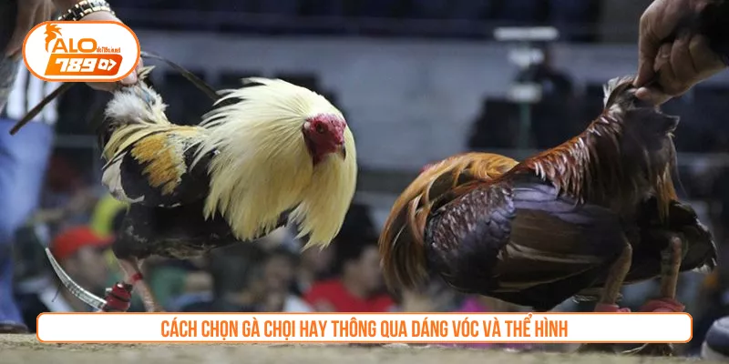 Cách chọn gà chọi hay thông qua dáng vóc và thể hình