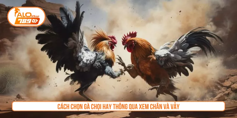 Cách chọn gà chọi hay thông qua xem chân và vảy