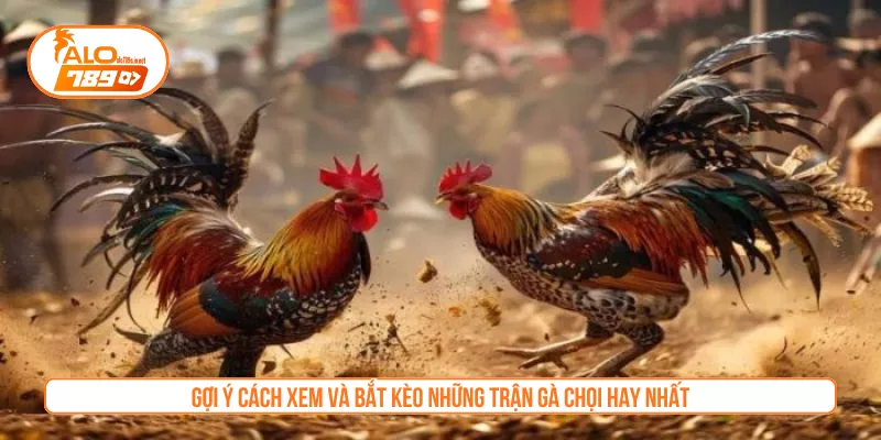 Gợi ý cách xem và bắt kèo những trận gà chọi hay nhất