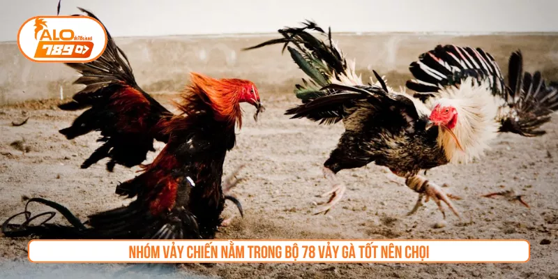 Nhóm vảy chiến nằm trong bộ 78 vảy gà tốt nên chọi