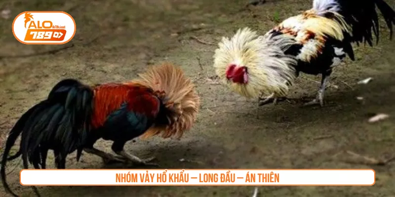 Nhóm vảy Hổ Khẩu – Long Đầu – Án Thiên