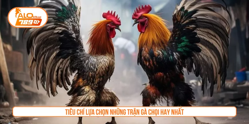 Tiêu chí lựa chọn những trận gà chọi hay nhất