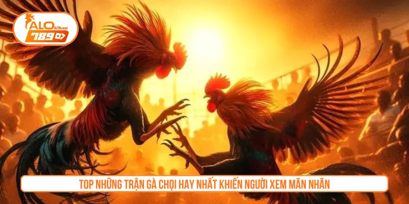 Top những trận gà chọi hay nhất khiến người xem mãn nhãn