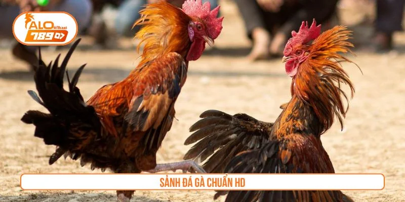 Cá cược đá gà được trực tiếp từ những trường gà uy tín